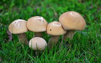 蘑菇吃瓜官网免费进入